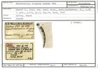 Karteikarte zum Syntyp von Vertebralina elongata Karrer, 1868